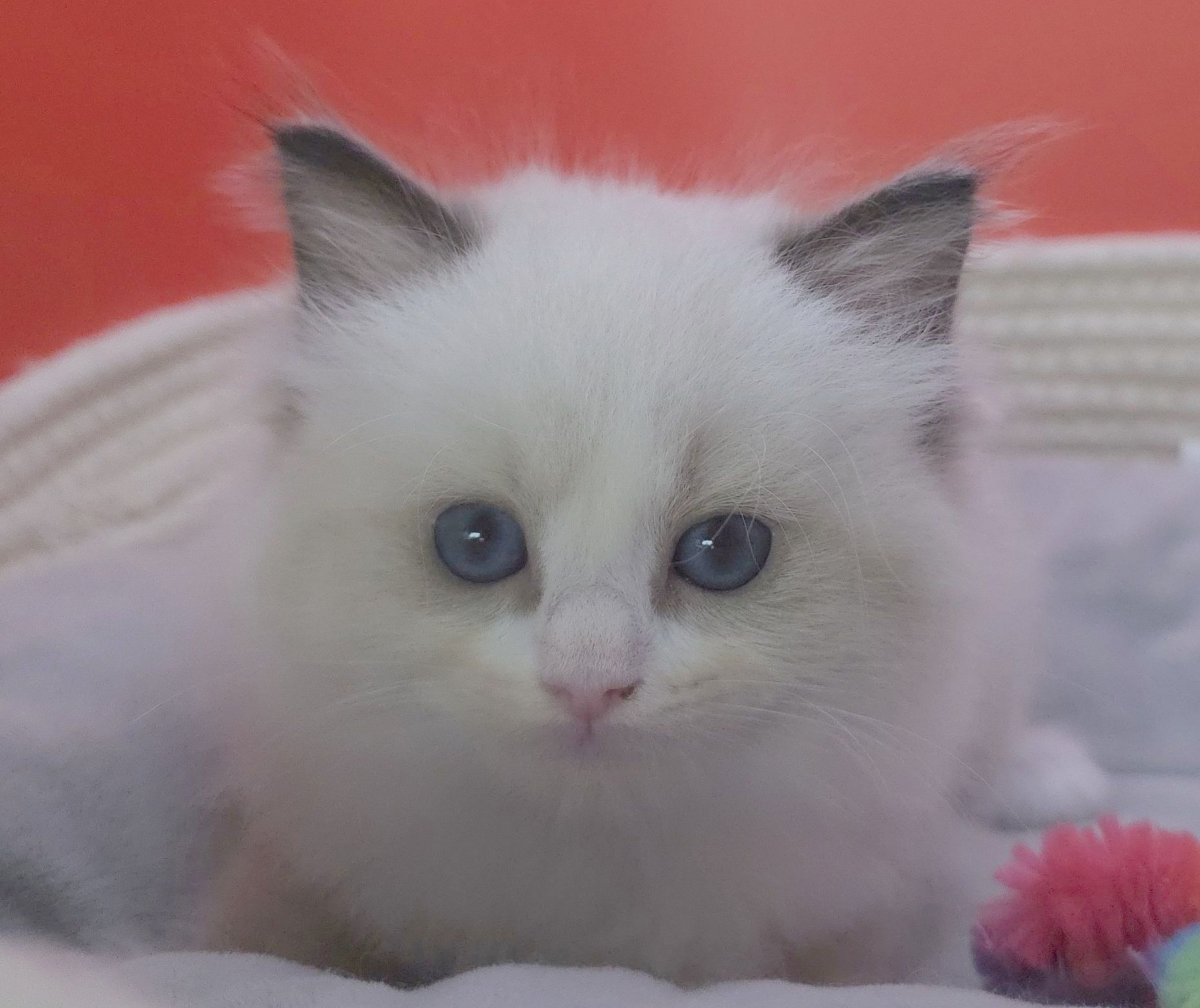 images/AvailableKittens/Dana website.jpg